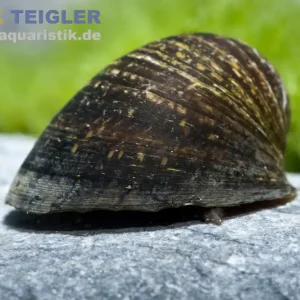 Top-Preis Algenrennschnecke, Neritina pulligera